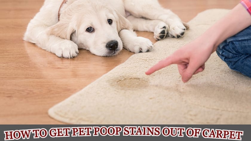 how to get pet poop stains out of carpet, how to get dog diarrhea stains out of carpet, how to get dog poop stain out of rug, how to get old dog poop stains out of carpet, how do i get dog poop stains out of carpet, what removes poop stains from carpet, how to remove old pet poop stains from carpet, best way to get pet poop stains out of carpet,